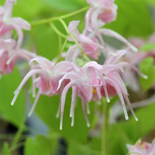 山野草の苗/イカリソウ（碇草）：赤城桜3号ポット