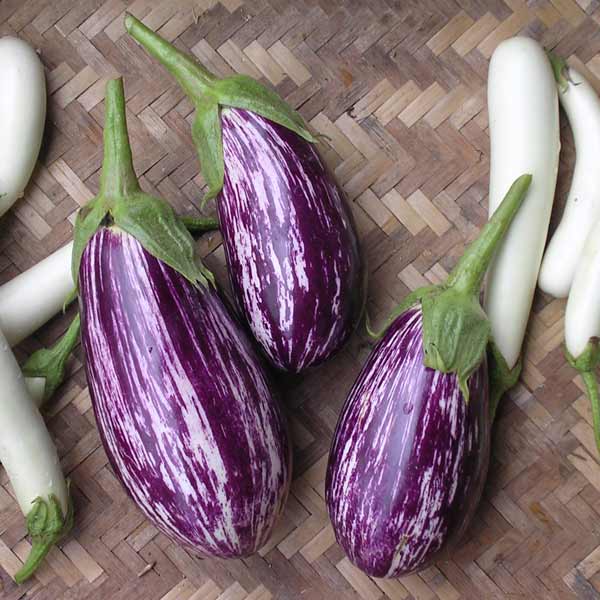 ナス：アレキサンドラの種[春まき ジューシーでおいし