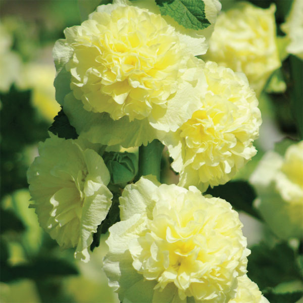 ��֤���/���륻���ʥ����������ˡ����㥿���� ��������3.5��ݥå�