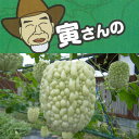 野菜の苗/寅さんのアップルゴーヤ（青秀）3号ポット 6株セット