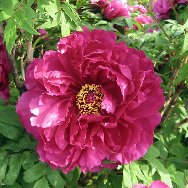 花木 庭木の苗/牡丹（ぼたん）：島大臣（しまだいじん）2〜3年生苗6号ポット