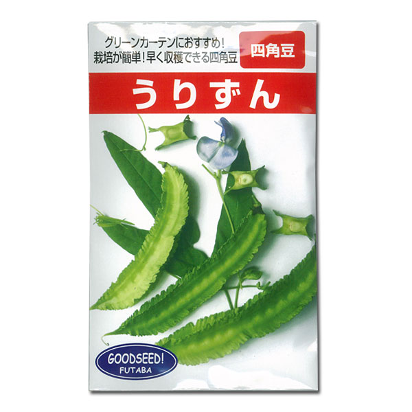 うりずん（琉球四角豆・りゆうきゅうしかくまめ）[酷暑に耐えてグングン成長 5〜8月まき 野菜タネ]
