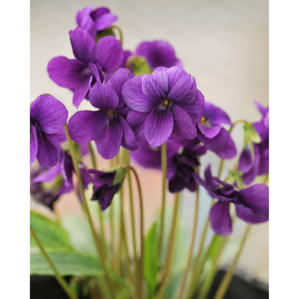 山野草の苗/スミレ：コモロスミレ2.5号ポット