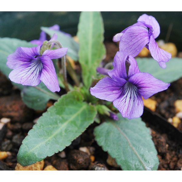 楽天市場】ノジスミレの通販