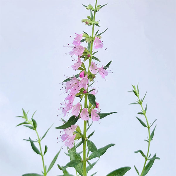 蜜源植物、家庭菜園などの縁取りにハーブの苗/ヒソップ：ピンク（桃花）3号ポット★入荷から日数が経ったためセール価格となりました。商品の状態は画像と異なる場合があります。★ヒソップは昔から薬草として栽培され、細く柳の葉によく似た姿から「ヤナギハッカ」とも呼ばれています。ユダヤ教では「聖なるハーブ」とされ、清めとして利用されていたそうです。さわやかな苦みと風味は、肉、魚料理に好適です。消化を助ける効果があると言われています。また、お風呂に入れるとミント風呂になります。花もとても美しく、植栽にもよく使われます。菜園や花壇の縁取りなどにおすすめです。学名：Hyssopus officinalisタイプ：シソ科ヤナギハッカ属の半耐寒性低木草丈：30〜60cm開花期：7〜9月用途：観賞、料理、薬用、ドライフラワー、香料栽培方法：日当たりの良い場所で乾燥気味に育てる。水の与えすぎに注意し、特に高温多湿の梅雨や夏に弱りやすいので、密生した部分は間を空くように刈り込み、風通しの良い場所で育てる。利用部位： 葉や花を肉料理や、少量刻んでサラダや料理に加える。写真は成長時（開花時）のイメージですが、お届けの際はまだ苗の状態です。お届け時の苗姿は個体差があります。表示の写真と異なることがあります。ヒソップ：ピンク（桃花）3号ポットの栽培ガイド11月のハーブのお手入れ10月のハーブのお手入れ9月のハーブのお手入れ8月のハーブのお手入れ28月のハーブのお手入れ7月のハーブのお手入れ12月のハーブのお手入れ2月の野菜・ハーブ類のお手入れ3月のハーブのお手入れ4月のハーブのお手入れ5月のハーブのお手入れ6月のハーブのお手入れ2ハーブの育て方