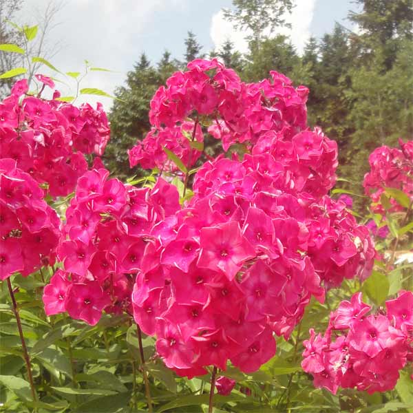 草花の苗/フロックス：テナー3.5号ポットのサムネイル