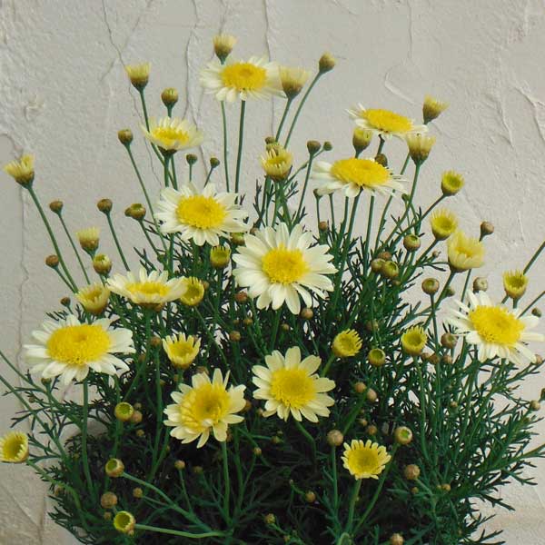 草花の苗/マーガレット：ソレミオ3-3.5号ポット 2株セ