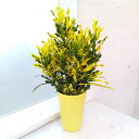 観葉植物/クロトン:スクルキー4号鉢植え