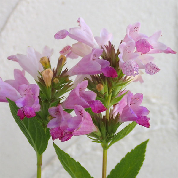 草花の苗/（わけあり特価）ネペタ：ピンクドリームス3.5号ポット 4株セット