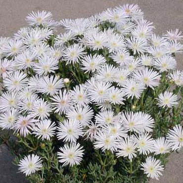 ��֤���/�ޥĥХ������ۥ磻��3-3.5��ݥå�