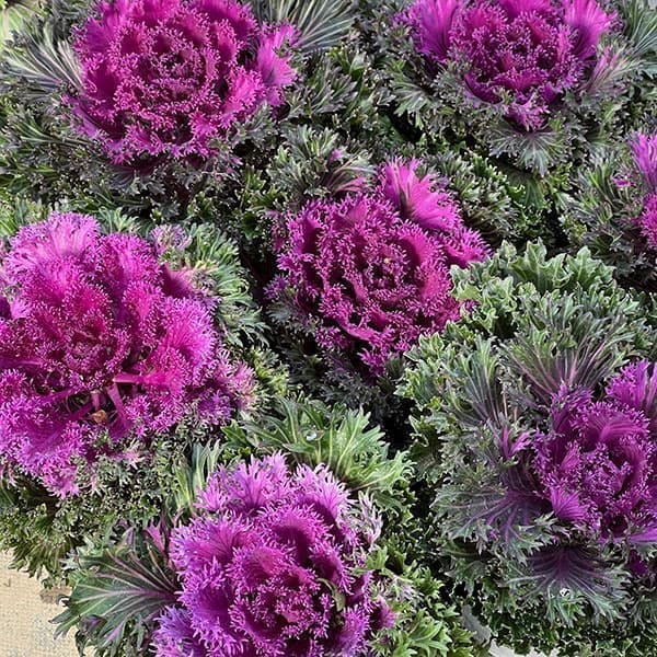 ��֤���/�ϥܥ��󡧥ץ���ʥ����� �����å�����å�3-3.5��ݥå�