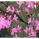 花木 庭木の苗/ツツジ：紫八汐（ムラサキヤシオ）3.5号ポット
