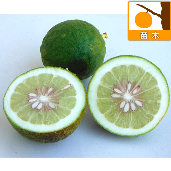檸檬 - 果樹の苗/レモン：ジャンボレモン3号ポット