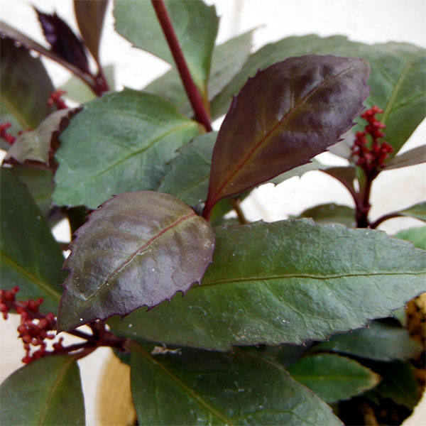 花木 庭木の苗/センリョウ：ダークショコラ3号ポット