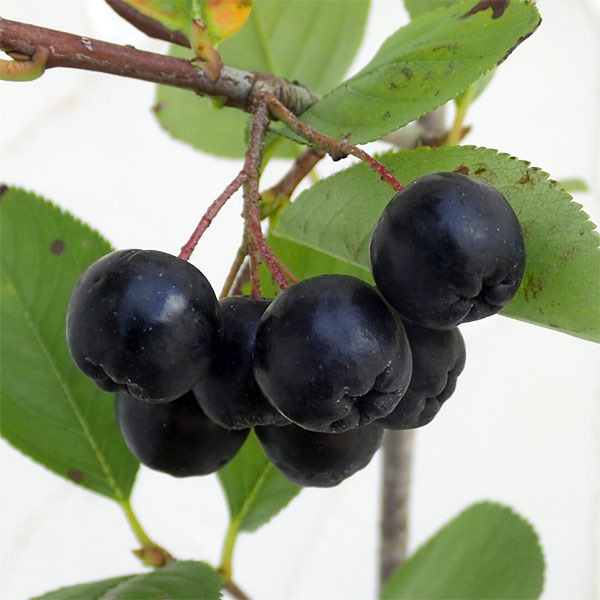 楽天市場】アロニア 苗木の通販