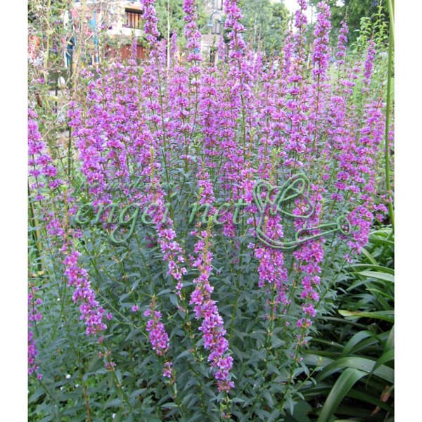 山野草の苗/ミソハギ（禊萩）3号ポット