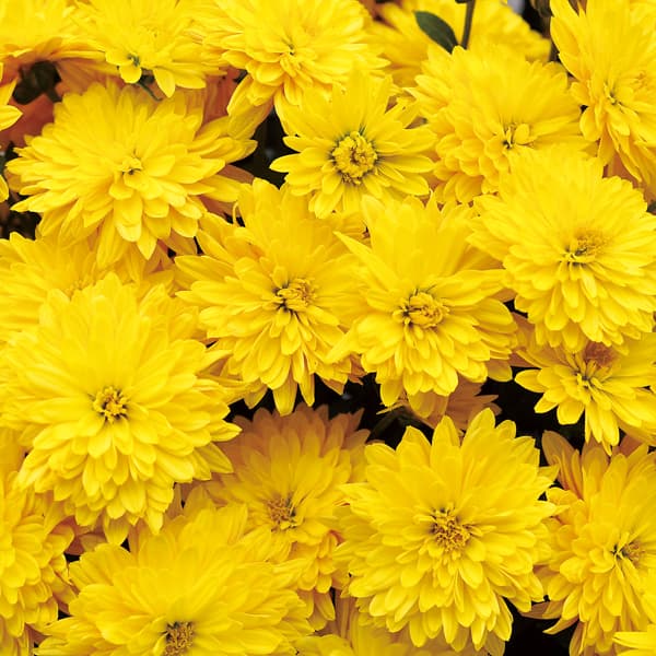 草花の苗/（わけあり特価）ミスティックガーデンマム：ゴールデン3.5号ポットのサムネイル