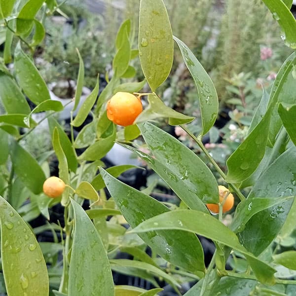 ���� ���ڤ���/�����ꥢ��륹�����ʥʥ�����������֡�5��ݥå�6�����å�