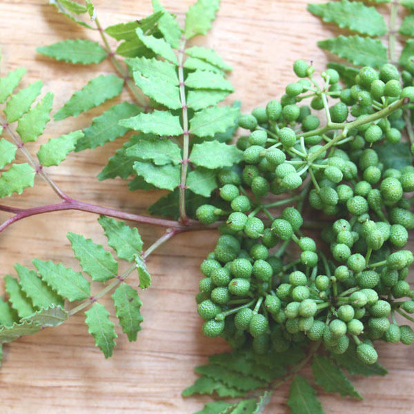 野菜の苗/山椒（サンショウ）：ウルトラ朝倉山椒4号ポット*