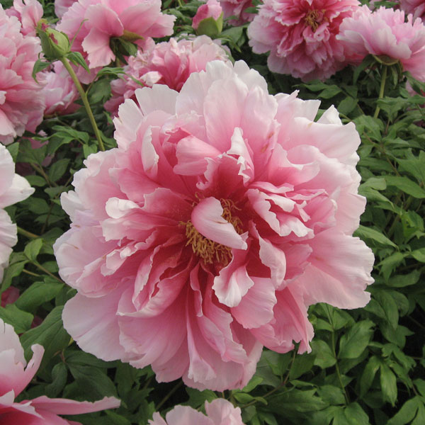 花木 庭木の苗/牡丹（ぼたん）：聖代（せいだい）2〜3年生苗6号ポット