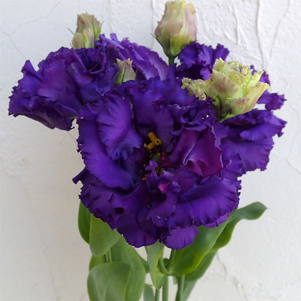 草花の苗/トルコギキョウ：ボヤージュブルー3.5号ポットのサムネイル