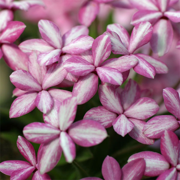 山野草の苗/アッツザクラ（ロドヒポキシス）：折鶴2.5号ポット