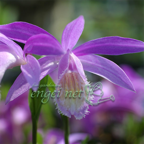 山野草の苗/トキソウ：大輪とき草 銀山湖2.5〜3号ポット