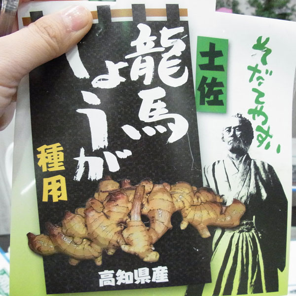 野菜の苗/ショウガ 種ショウガ ：土佐龍馬ショウガ800g入