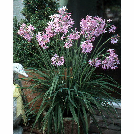 球根/ツルバキア ビオラセア1球入り