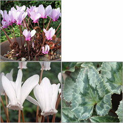 原種シクラメン種子：ヘデリフォリウム　 MIX／20粒