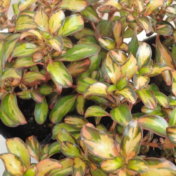 草花の苗/コプロスマ：イブニンググロー2.5号ポットのサムネイル