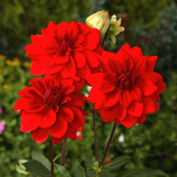 球根/ダリア：紅風車（べにふうしゃ） 1球入り