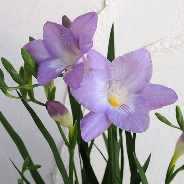 フリージア：パープル系4号鉢植え