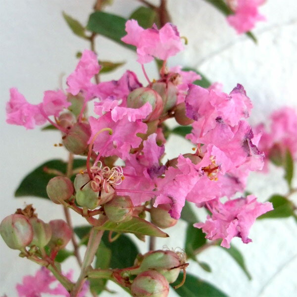 花木 庭木の苗/サルスベリ：ペチートピンキー6号ポットのサムネイル