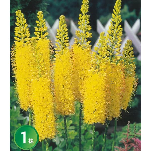 球根/ユリ：キャンドルリリー黄花種1株のサムネイル