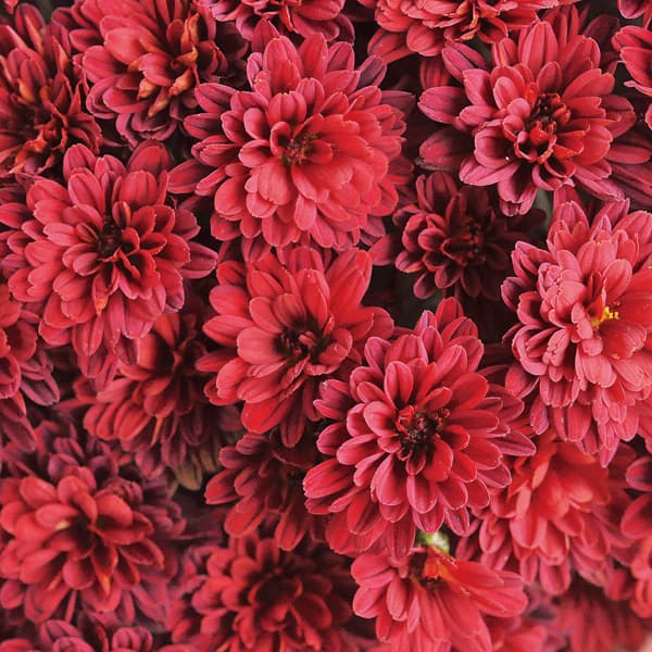 草花の苗/ミスティックガーデンマム：レッド3.5号ポットのサムネイル