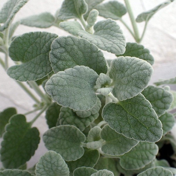 草花の苗/バロタ2.5号ポット 2株セットのサムネイル