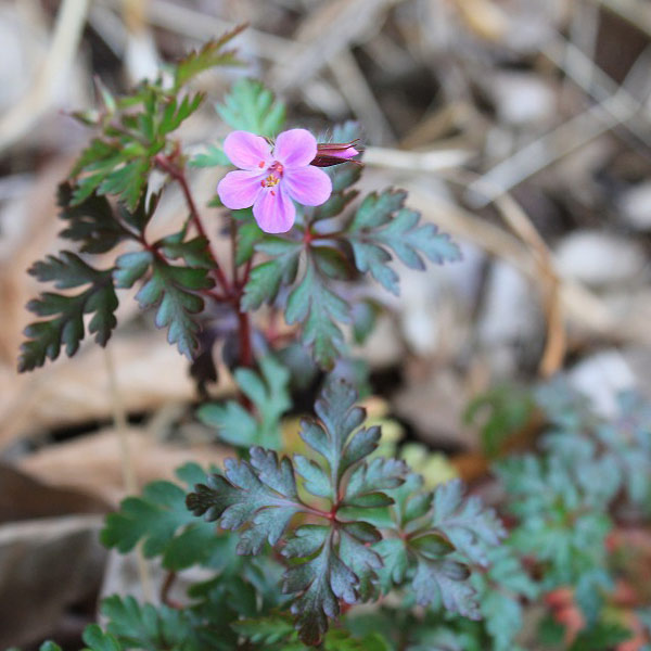 草花の苗/ゲラニウム：レッドロビン3-3.5号ポット 2株セット