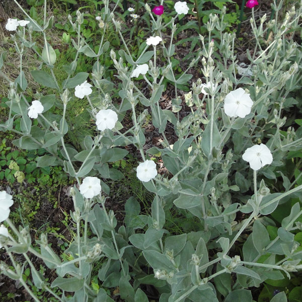 草花の苗/リクニス：コロナリア・ホワイト（スイセンノウ）3-3.5号ポット