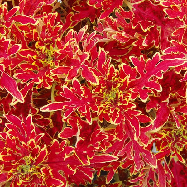 草花の苗/コリウス（小型）：バーニングレッド3号ポットのサムネイル