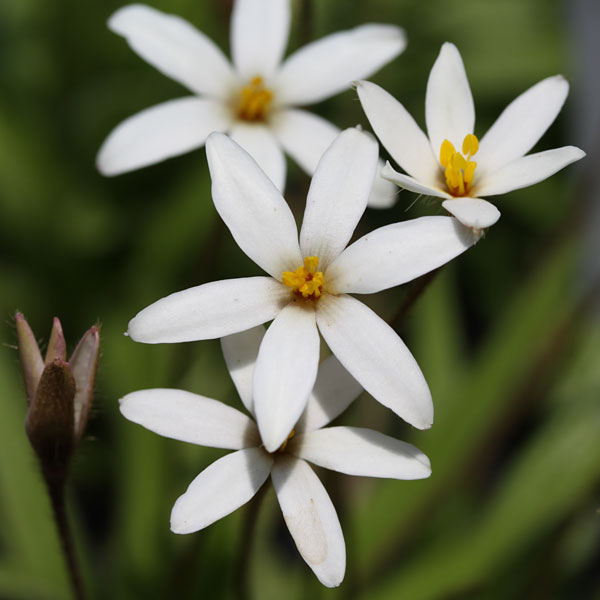 山野草の苗/アッツザクラ（ロドヒポキシス）：ジューンブライド2.5号ポット