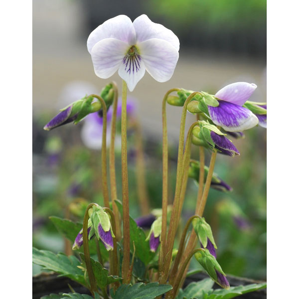 山野草の苗/スミレ：ミスズスミレ 雪千鳥（ユキチドリ）2.5号ポット