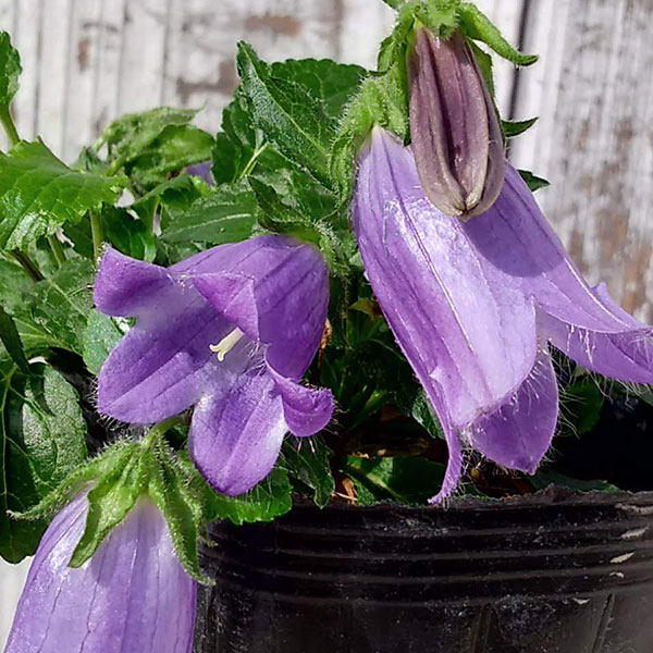 Chinese Bellflower - 山野草の苗/キキョウ：小川ギキョウ3号ポット 2株セット