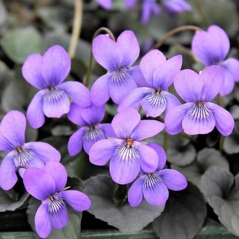 草花の苗/宿根ビオラ：ラブラドリカ3-3.5号ポット 12株セット