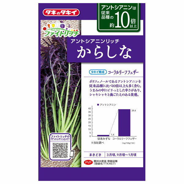 芥子菜：アントシアニンリッチからしな コーラルリーフフェザ [タキイ 野菜タネ]