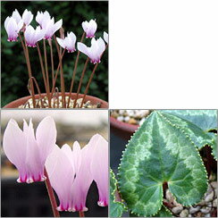 原種シクラメン種子：アフリカナム／10粒
