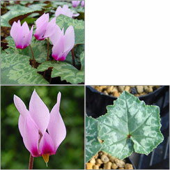 原種シクラメン種子：ローフシアナム／7粒