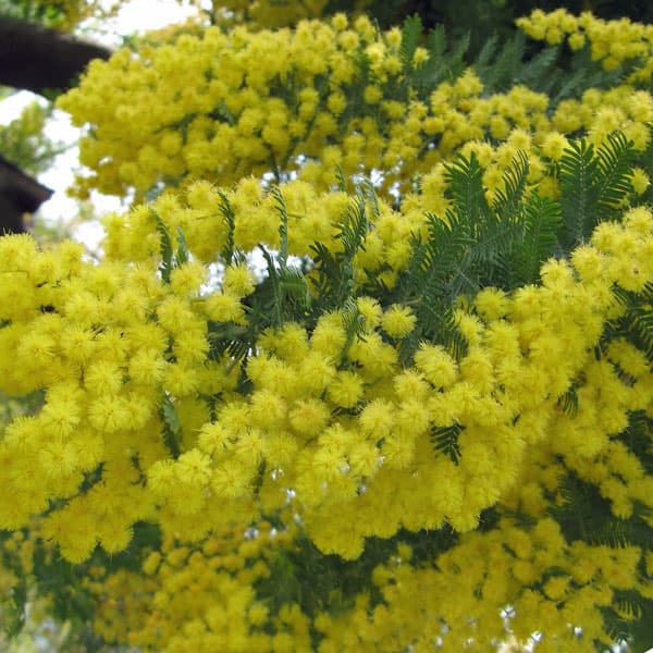 楽天市場】銀葉 アカシアの通販