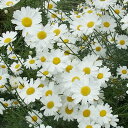 草花の苗/ジョチュウギク(除虫菊):白花3.5号ポット