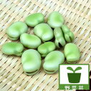野菜の苗/そら豆（ソラマメ）：お多福豆2.5－3号ポット 3株セット